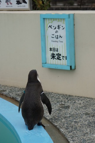 ペンギン