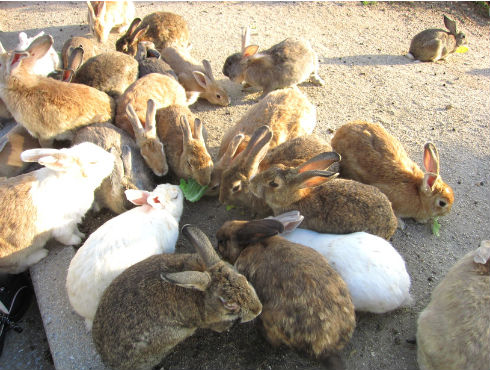 大久野島でWiFi試験