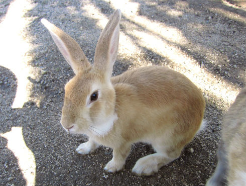 ウサギ島でWi-Fi試験