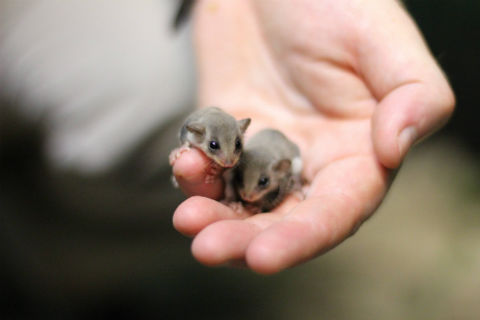 チビフクロモモンガ