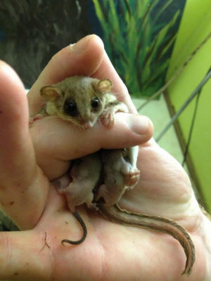 チビフクロモモンガ