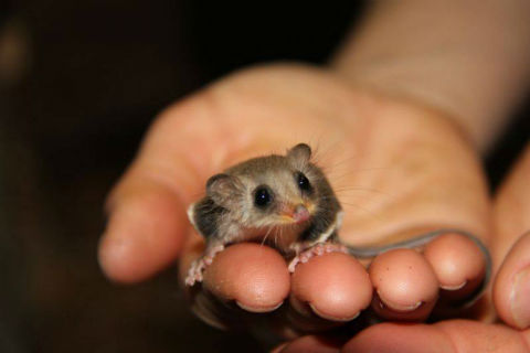 チビフクロモモンガ