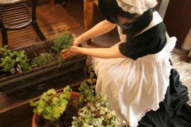 シャッツキステ