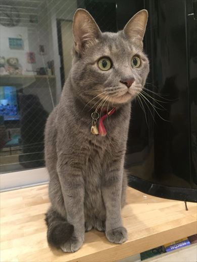 ネコテレビ釘付け