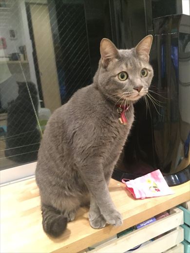 ネコテレビ釘付け