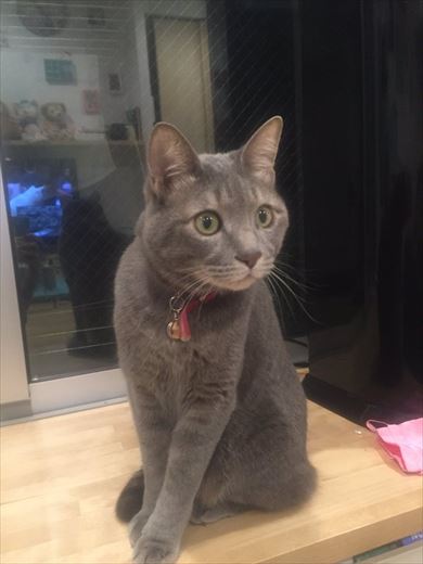 ネコテレビ釘付け