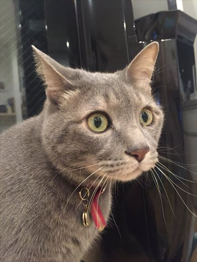 ネコテレビ釘付け