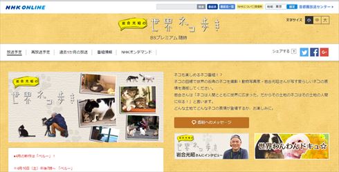 ネコテレビ釘付け