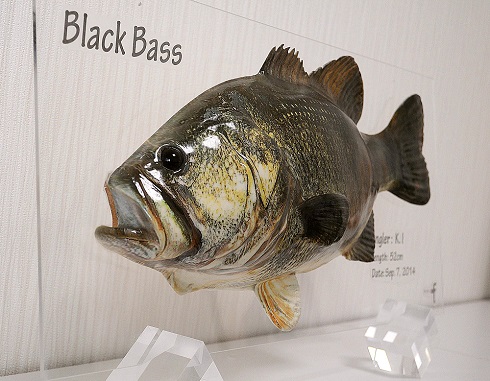 ポップフィッシュ