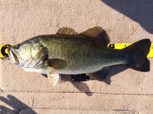 ポップフィッシュ