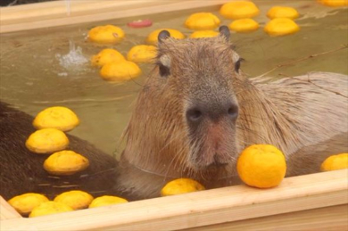 カピバラの露天風呂