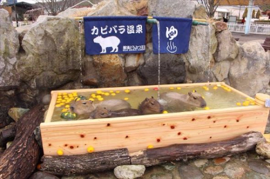 カピバラの露天風呂