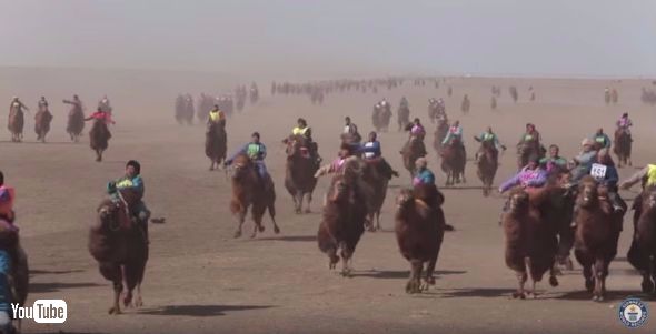 モンゴルのラクダレース