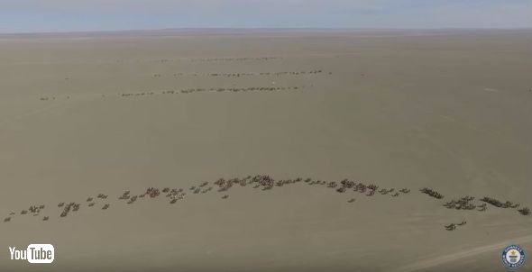 ギネス記録ラクダレース