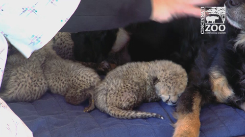 赤ちゃんチーター