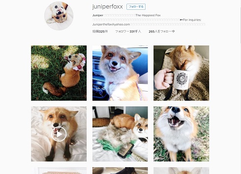 モフモフなキツネ