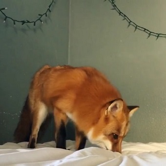 モフモフなキツネ