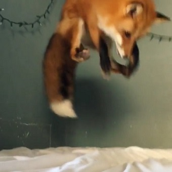 モフモフなキツネ