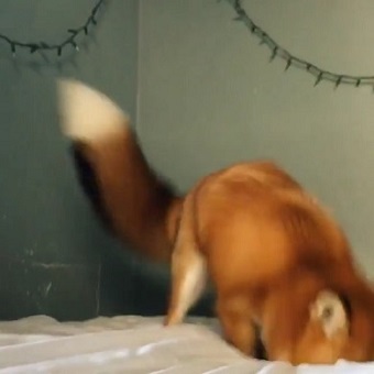 モフモフなキツネ