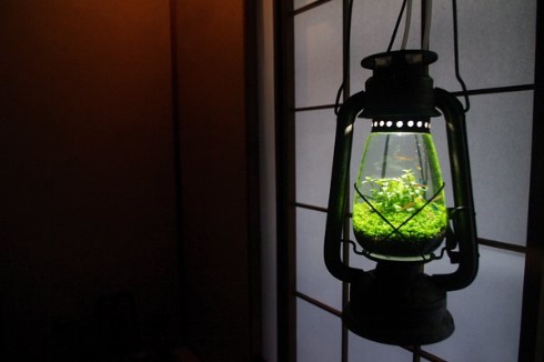 ランプ水槽1