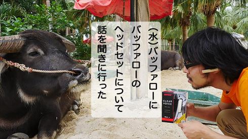 バッファローヘッドセット