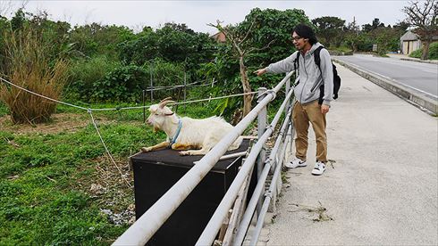 バッファローヘッドセット