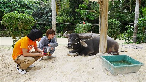 バッファローヘッドセット