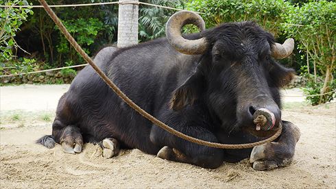 バッファローヘッドセット