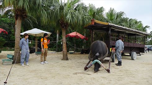 バッファローヘッドセット