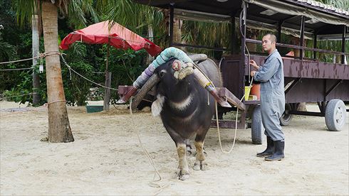 バッファローヘッドセット