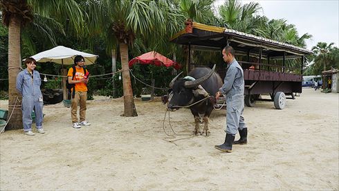 バッファローヘッドセット