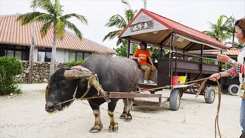 バッファローヘッドセット