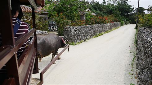 バッファローヘッドセット