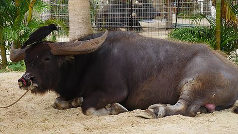 バッファローヘッドセット