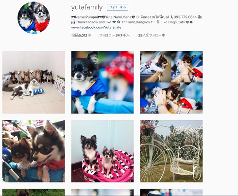 ネコとチワワの大家族