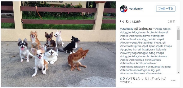 ネコとチワワの大家族