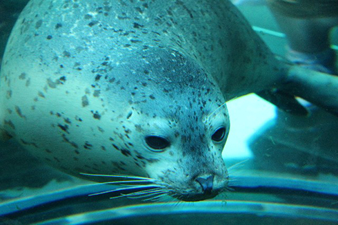 水中のゴマフアザラシさん