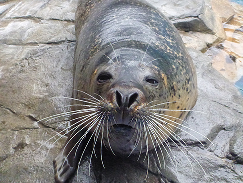 ゴマフアザラシ48時間生中継＠しながわ水族館