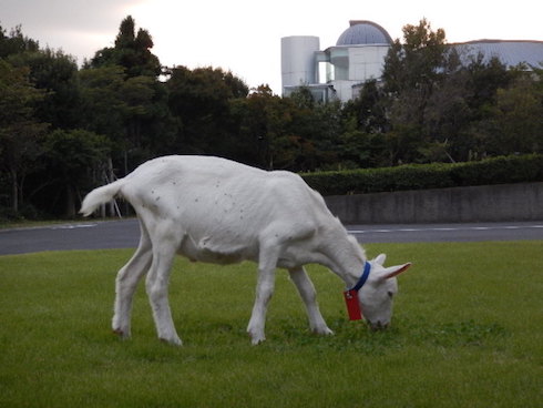 DMMヤギレンタル