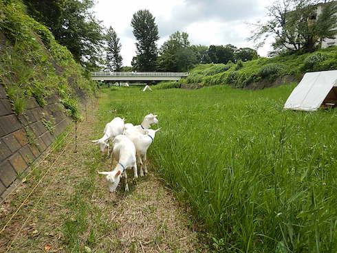 DMMヤギレンタル