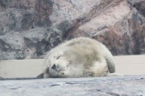 ゴマフアザラシの赤ちゃん