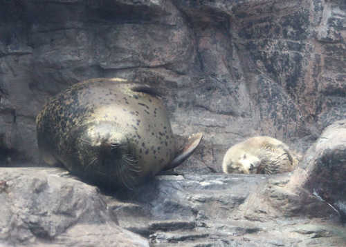 ゴマフアザラシの赤ちゃん