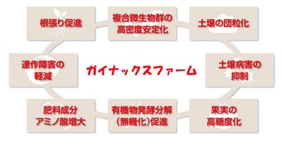 ガイナックストマト