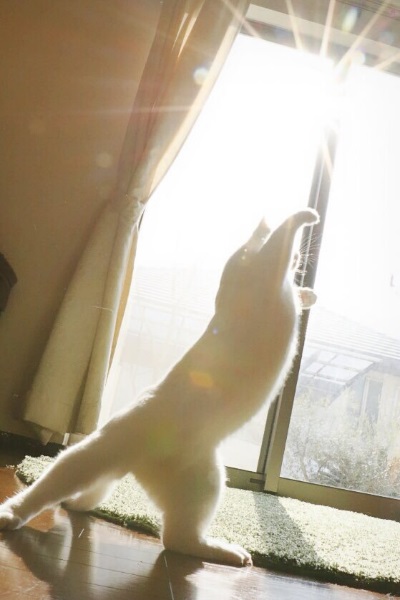 ファイナル猫ニャイニング