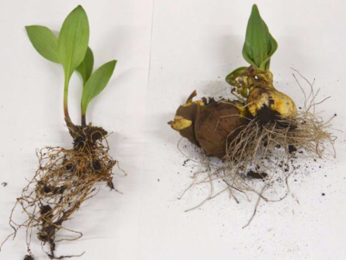 消費者庁が有毒植物の誤食を注意喚起