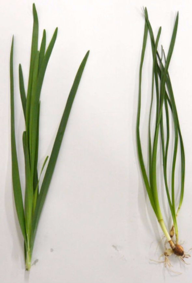 スイセンとニラ間違えないで