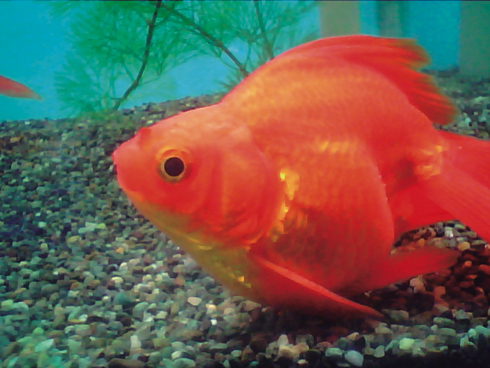 サブマリナーカメラ