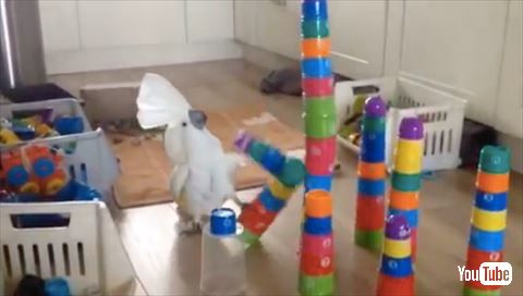 オウム