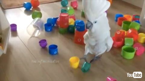 オウム