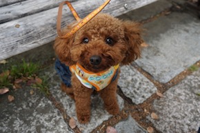 代々木公園わんわんカーニバル2016